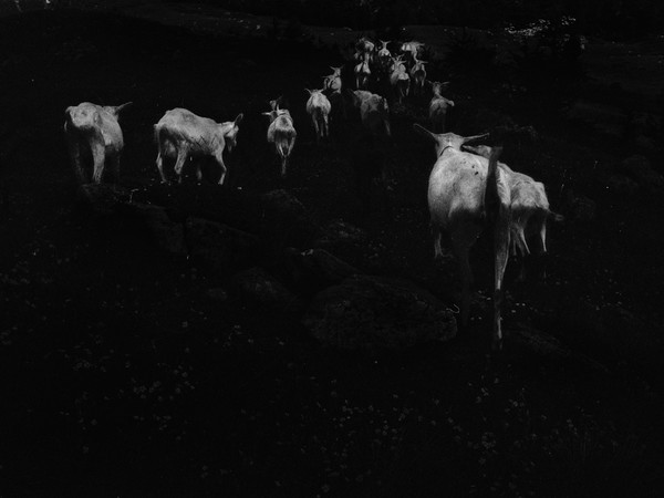 Ilaria Ferretti, Bestiario. Manuale di cucina, Capre Gregge/Goats Herd | © MUST GALLERY, Lugano 