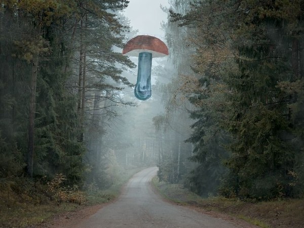 Andrej Polukord, Kaiserpilz (Royal Mushroom from the series Woodobjects), 2016