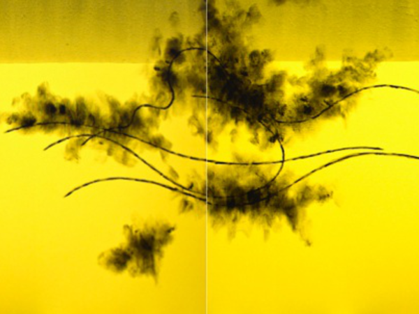 Koji Yamamoto, Vecchio Pino (giallo), 2016, cm 114 x 324, inchiostro di china e acrilico su tela