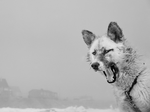 Ragnar Axelsson, Thule Greenland | Courtesy of Casa dei Tre Oci © Ragnar Axelsson