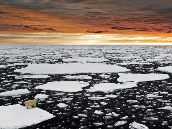 Marco Gaiotti, Un solitario orso polare nell’Artico