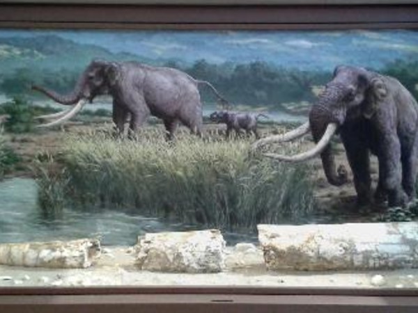 La zanna di elefante di Città Sant'Angelo