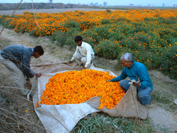 Ravi Agarwal, Have you seen the flowers on the river?, stampe fotografiche, 2007