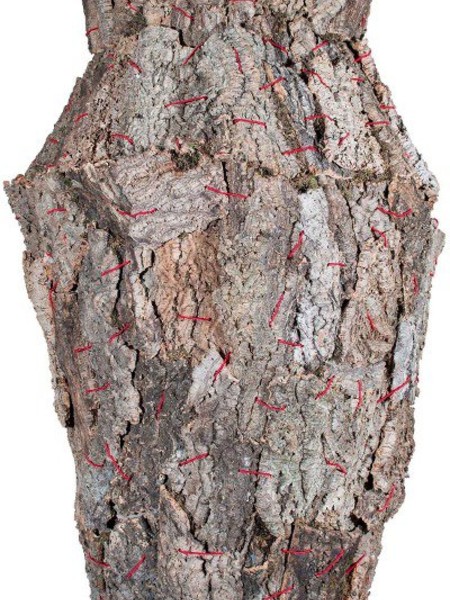 Tarshito, Il Vaso, l’Albero e il Rosso, 2013, struttura in ferro, muschio, cortecce e corda, diam. max. cm.108x255h 