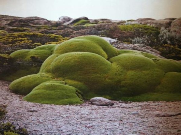 GREEN ISLAND 2014. LANDSCAPING: Dutch Design for a new city Garden