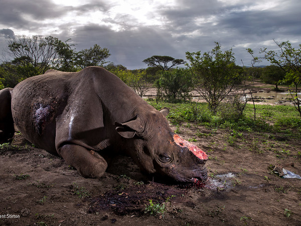 Brent Stirton, Memorial to a species, Wildlife Photographer of the Year Brent Stirton, Memorial to a species, Wildlife Photographer of the Year