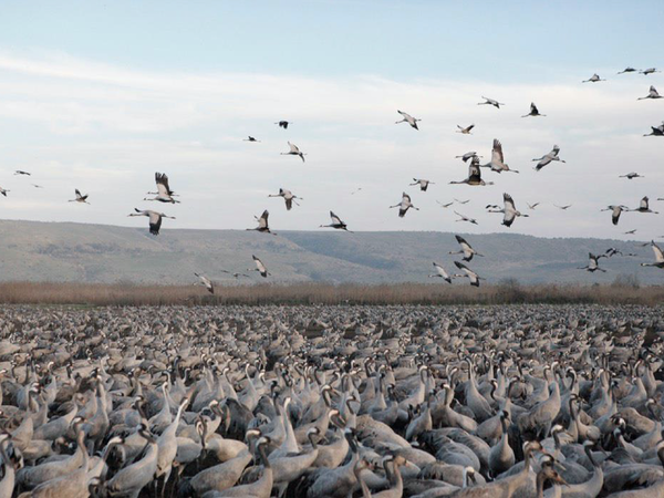 Diane Henin Safra, Hula Vallery (Israel), 2013. Progetto "Israel Landscape"