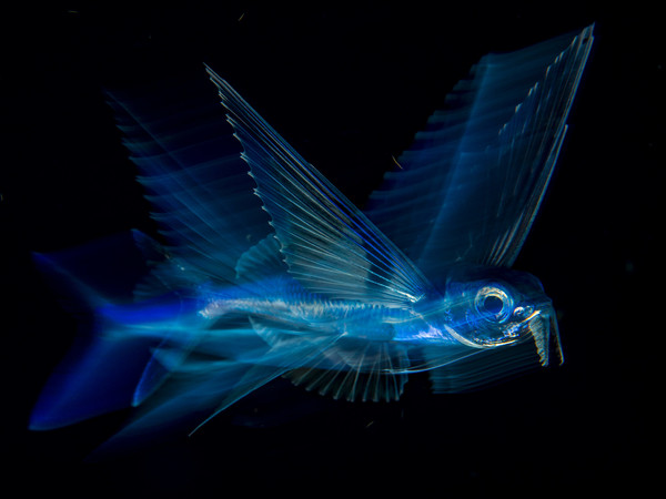 Michael Patrick O’Neill, Night Flight, Wildlife Photographer of the Year, USA Winner 2018, Under Water