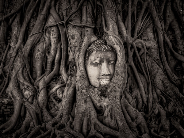 Mathew Browne, Buddha in a Banyan Tree, Wat Mahathat, Ayutthaya Wat Mahatha, Ayutthaya, Thailand, Finalista all'Historic Photographer of the Year 2017 | Courtesy of Historic Photographer of the Year | © Mathew Browne
