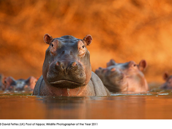 David Fettes, Pool of hippos, Wildlife Photographer of the Year 2011