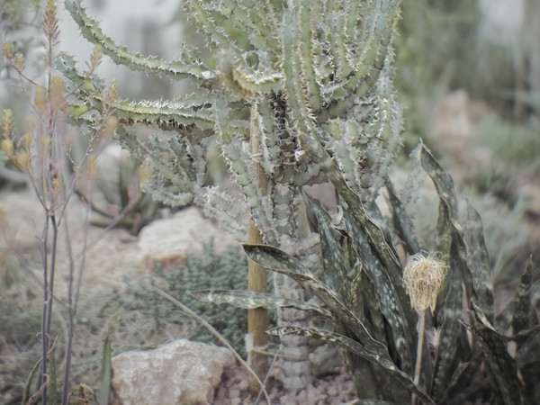 Vincenzo Castella, Orto botanico. Fra aloe, sansevierie ed euforbie della serra arida africana