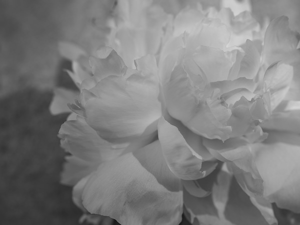 Peony