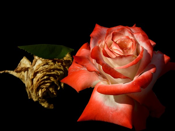 Guido Alimento, serie Profumo di rosa, fotografia con elaborazione digitale su forex, 24x36 cm