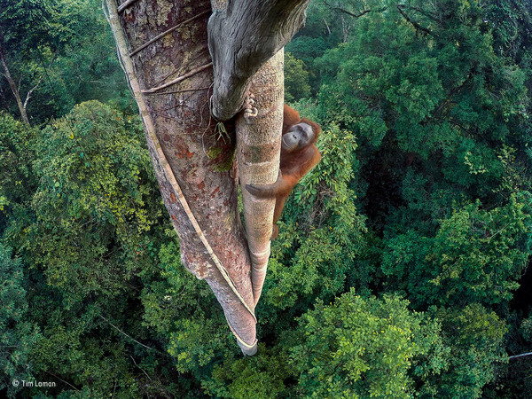 Tim Laman, Vite intrecciate, Borneo. Wildlife Photographer of the Year, Grand Title winner