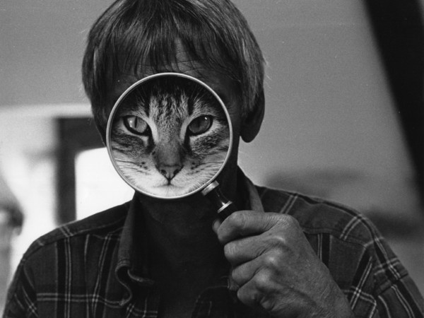 David McEnery, Cat Face