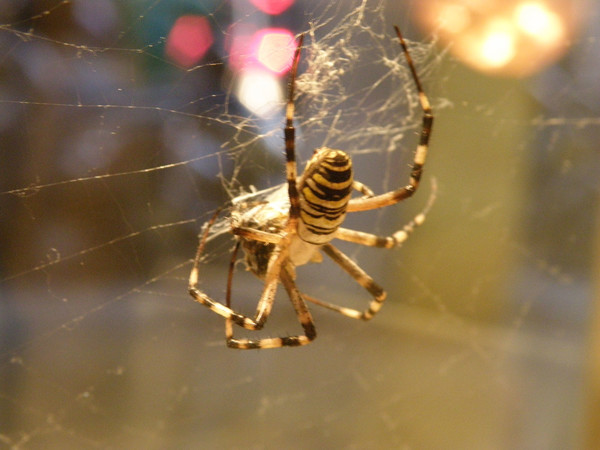 Ornella Stingo. Argiope, via Riva di Reno, Bologna