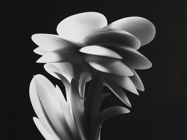 Gigi Guadagnucci, Pansée Piccola, Marmo, 30 x 47 cm