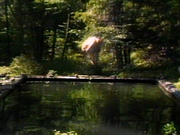 Bill Viola, The Reflecting Pool, 1977-9. Videotape, color, mono sound. Projected image size: 213,5x160 cm. 7 minutes. Performer: Bill Viola I Ph. Kira Perov 