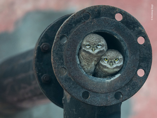 Arshdeep Singh, Pipe owls, Wildlife Photographer of the Year, India Winner 2018, 10 Years and Under