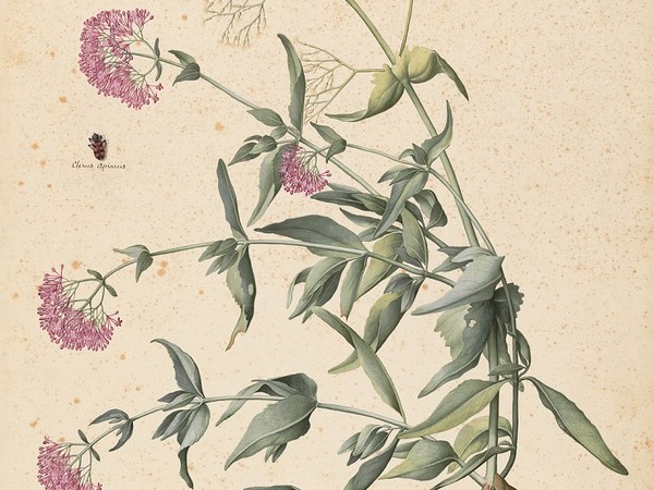 Jacopo Ligozzi, Tavole botaniche - Valeriana rubra (Centranthus ruber L.) e un insetto (Clerus apianus L.) 1577-1587 ca. Pietra nera naturale, pigmenti policromi di natura organica e inorganica, su carta con imprimitura a bianco di piombo. Firenze, Gabinetto Disegni e Stampe degli Uffizi