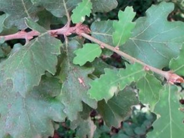 Gianfranco Baruchello. Come la quercia