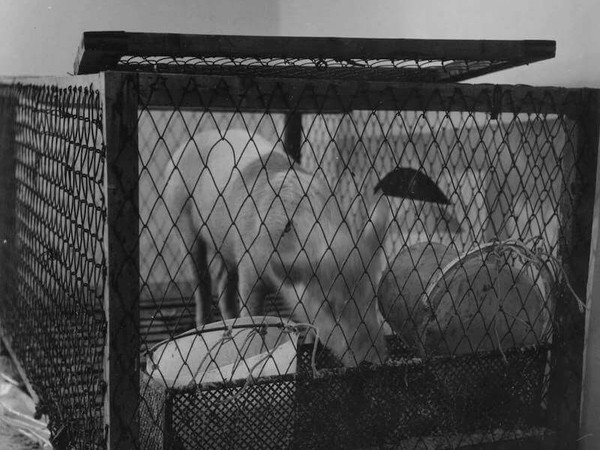 Richard Serra, Live Pig Cage I, 1966. Gabbia, maiale vivo ed elementi vari I Ph. Aldo Durazzi / Archivio DUfoto