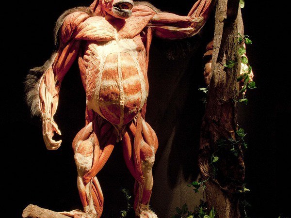 Gunther von Hagens. Body Worlds, ex GAM, Bologna