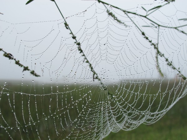 Sandra Binion, Spider web, stampa inkjet d'archivio, 2016, 46x61 cm.