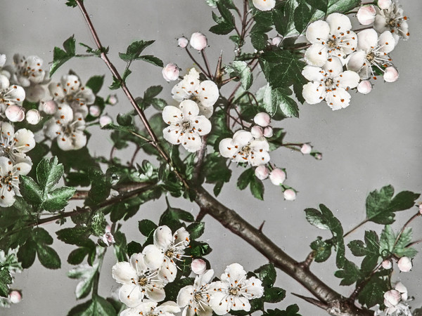 Josef Hanel, Crataegus cf. x macrocarpa Biancospino, Museo botanico dell’Università di Zurigo 