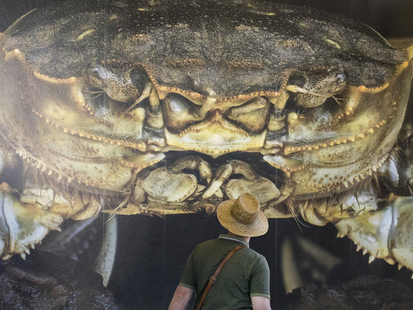 Rotor, What’s Eating the Chinese Mitten Crab | Foto © Jan D’Hondt, via Flickr | Courtesy of VISITFLANDERS Fladre e Bruxelles