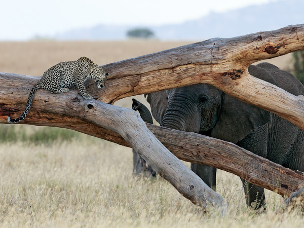 Pierluigi Rizzato, Incontro non alla pari il leopardo incontra l’elefante, Parco Nazionale del Serengeti, Tanzania | 