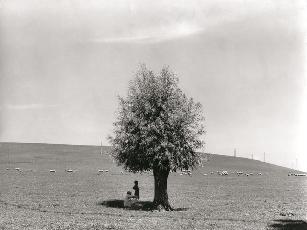 Fulvio Roiter, L’uomo e l’albero, 1950 | © Archivio Storico Circolo Fotografico La Gondola Venezia