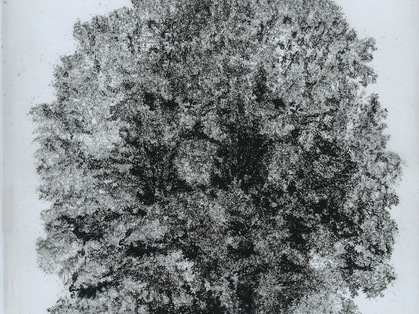 Cesare Leonardi, <em>Quercus cerris (estate)</em>, 1978–1982. China su lucido, 50 x 62 cm