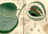 Botanica aegyptiaca in antichi volumi Botanica aegyptiaca in antichi volumi