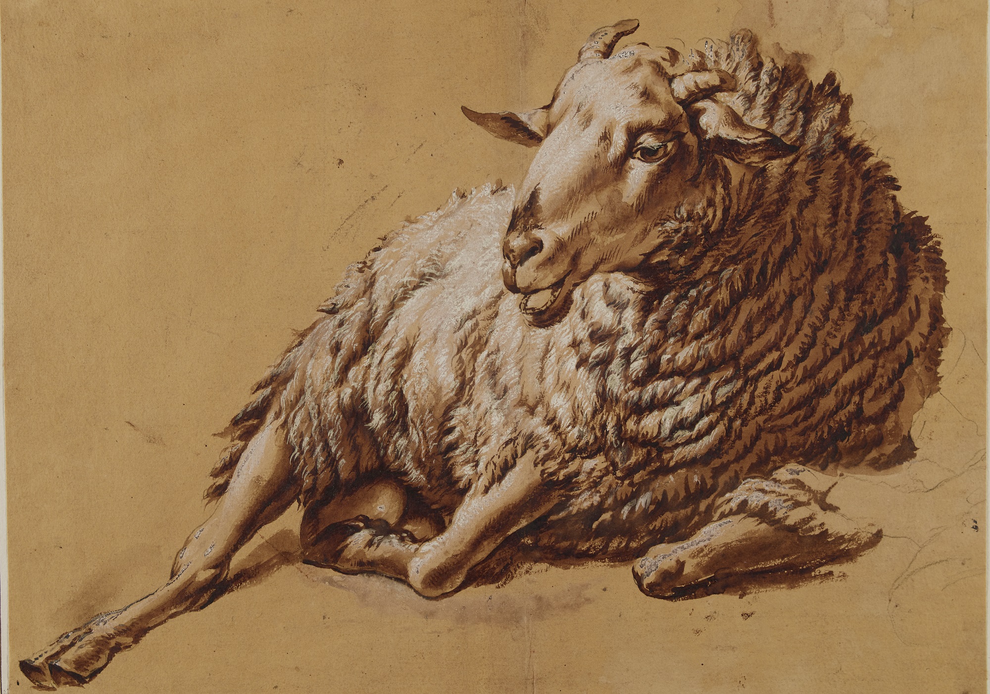 Francesco Londonio, Studio di pecora, Gabinetto dei Disegni del Castello Sforzesco - Comune di Milano