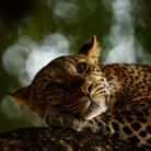 Skye Meaker, Lounging Leopard, Wildlife Photographer of the Year, South Africa Grand Title Winner 2018, 15-17 Years Old