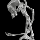 Giulia Cenci: the hollow men