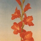 Romano Gazzera, Gladiolo rosso, 1968. Olio su tela, cm 50x90h. RAI, Torino