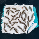 Cristobal Serrano, Bed of Seals, Wildlife Photographer of the Year, Spain Winner 2018, Animals in their environment