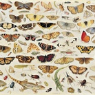 BRUEGHEL. MERAVIGLIE DELL’ARTE FIAMMINGA