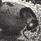 Maurits Cornelis Escher, Scarabei