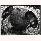Maurits Cornelis Escher. Escher, Chiostro del Bramante, Roma