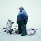 Erika Larsen, Sami, il popolo che sussurrava alle renne, novembre 2011. Gällivare, Svezia