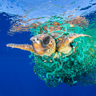 Nature - First Prize, Singles © Francis Pérez, Caretta Caretta Trapped, Una tartaruga marina caretta caretta nuota impigliata in una rete da pesca abbandonata di fronte alla costa di Tenerife, Isole Canarie