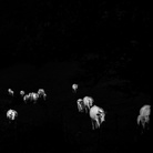 Ilaria Ferretti, Bestiario. Manuale di cucina, Mucche/Cows | © MUST GALLERY, Lugano 