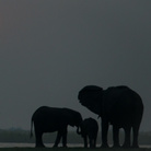 Mario Deambrogio, 2015 Botswana -Tramonto sul Chobe River | 
