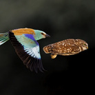 61° Wildlife Photographer of the Year