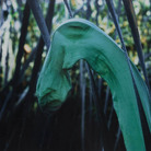 Lothar Baumgarten. Culture Nature