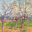 Vincent Van Gogh, Albicocchi in fiore, 1888. Olio su tela, 65,5x80,5 cm. Van Gogh Museum, Amsterdam