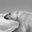 Carsten Egevang, West Greenland Thule 7, 2013 | Courtesy of Casa dei Tre Oci © Carsten Egevang